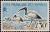 Colnect-805-861-African-Sacred-Ibis-Threskiornis-aethiopicus.jpg