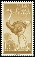 Colnect-1399-268-Ostrich-Struthio-camelus.jpg