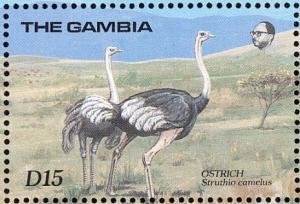 Colnect-1462-496-Ostrich-Struthio-camelus.jpg