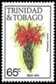 Colnect-2677-392-Black-strick-Pachystachys-coccinea.jpg