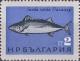 Colnect-3184-539-Atlantic-Bonito-Sarda-sarda.jpg