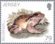 Colnect-4219-968-Mountain-Chicken-Leptodactylus-fallax-.jpg