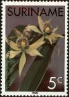 Colnect-4977-817-Epidendrum-Fragrans.jpg