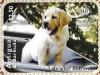 Colnect-5942-615-Labrador-Retriever-Canis-lupus-familiaris.jpg