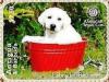 Colnect-5942-618-Labrador-Retriever-Canis-lupus-familiaris.jpg