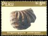Colnect-1683-348-Virgotrigonia-peterseni-Fossil.jpg