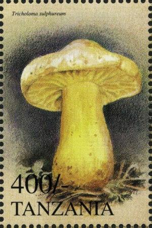 Colnect-4879-484-Sulphur-knight-Tricholoma-sulphureum.jpg