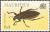 Colnect-1667-533-Weevil-Cratopus-armatus.jpg