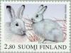 Colnect-160-399-Mountain-Hare-Lepus-timidus.jpg