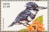Colnect-1646-484-Belted-Kingfisher-Ceryle-alcyon.jpg