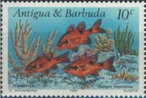 Colnect-1953-828-Flame-Cardinal-Fish-Apogon-maculatus.jpg