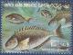 Colnect-2133-967-Marbled-Spinefoot-Siganus-rivulatus.jpg