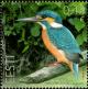 Colnect-2269-843-Common-Kingfisher-Alcedo-atthis.jpg