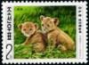 Colnect-1676-568-Lion-Panthera-leo.jpg