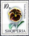 Colnect-5557-430-Pansy-Viola-tricolor-hortensis.jpg