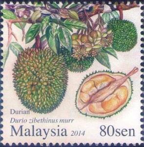 Colnect-2339-899-Durio-zibethinus-murr.jpg