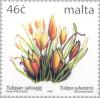 Colnect-131-375-Wild-Tulip---Tulipa-sylvestris.jpg