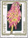 Colnect-3343-978-Kniphofia-isoetfolia.jpg