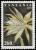 Colnect-5513-348-Epiphyllum-Darrahii.jpg
