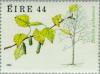 Colnect-128-751-Downt-Birch-Betula-pubescens.jpg