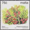 Colnect-3094-283-Pistacia-lentiscus.jpg