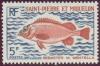 Colnect-875-191-Rose-Fish-Sebastes-marinus-.jpg
