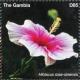 Colnect-4777-572-Hibiscus-rosa-sinensis.jpg