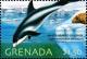 Colnect-4545-554-White-beaked-dolphin.jpg
