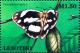 Colnect-4745-489-Zebra-White-Pinacopteryx-eriphia.jpg