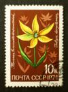 Soviet_stamps_1974_10k_Tulipa_dasystemon.JPG