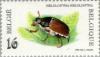 Colnect-187-126-May-Bug-or-Cockchafer-Melolontha-melolontha.jpg