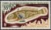 Colnect-885-990-Emerald-Rockcod-Trematomus-bernacchii.jpg