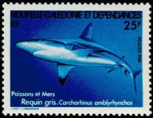 Colnect-853-932-Grey-Reef-Shark-Carcharhinus-amblyrhynchos.jpg