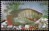 Colnect-996-314-Nile-Tilapia-Tilapia-nilotica.jpg