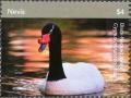 Colnect-5164-905-Black-necked-swan.jpg