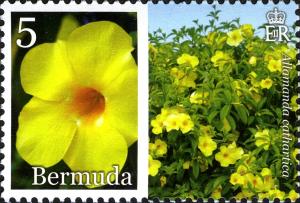 Colnect-2789-081-Allamanda-cathartica.jpg