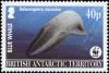 Colnect-4381-341-Blue-whale-Balaenoptera-musculus.jpg