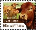 Colnect-1732-663-Beef-Cattle-Bos-primigenius-taurus.jpg