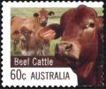 Colnect-6284-064-Beef-Cattle-Bos-primigenius-taurus.jpg