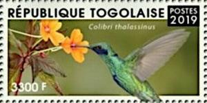 Colnect-5646-492-Mexican-Violetear-Colibri-thalassinus.jpg