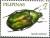 Colnect-2853-287-Beetle-Agestra-antoinei.jpg