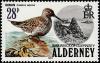 Colnect-4565-915-Dunlin-Calidris-alpina.jpg