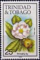 Colnect-4256-688-Strangling-fig-Clusia-rosea.jpg