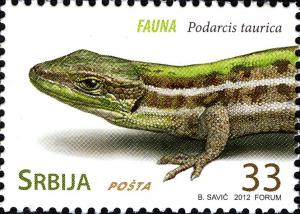 Colnect-4978-347-Crimean-Wall-Lizard-Podarcis-taurica.jpg
