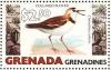 Colnect-2193-328-Semipalmated-Plover-Charadrius-semipalmatus.jpg