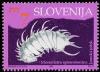 Colnect-545-782-Cave-animals---The-long-spined-cave-isopod-crustacean.jpg