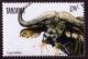 Colnect-1702-816-Cape-Buffalo-Syncerus-caffer-caffer.jpg