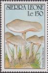 Colnect-1496-905-Volvariella-volvacea.jpg