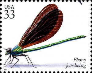Colnect-6228-439-Ebony-Jewelwing-Calopteryx-maculata.jpg