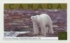 Colnect-210-125-Polar-Bear-Ursus-maritimus-observation-Churchill.jpg